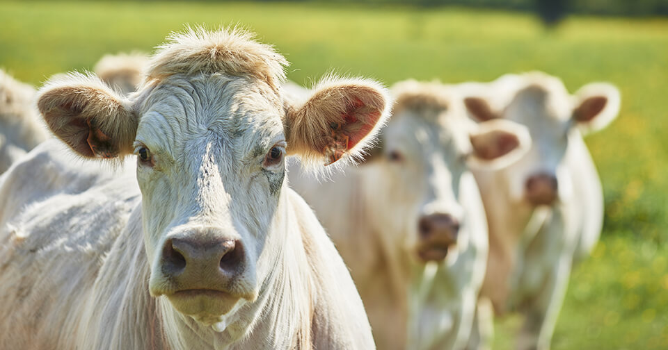 What's from BC-Charolais Cattle