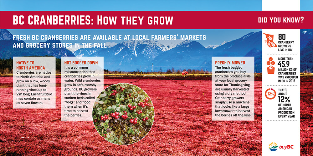 Screenshot of BC Cranberries: How they grow PDF.