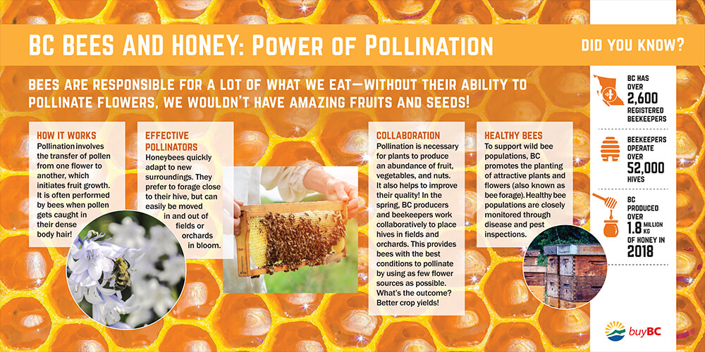Screenshot of BC Bees and Honey: Power of Pollination PDF.