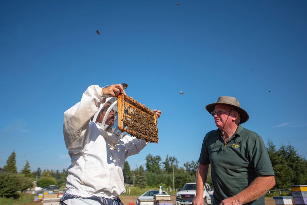 A bee farmer tends to colony while another person looks on. Bees fly around the workers under a clear blue sky.
