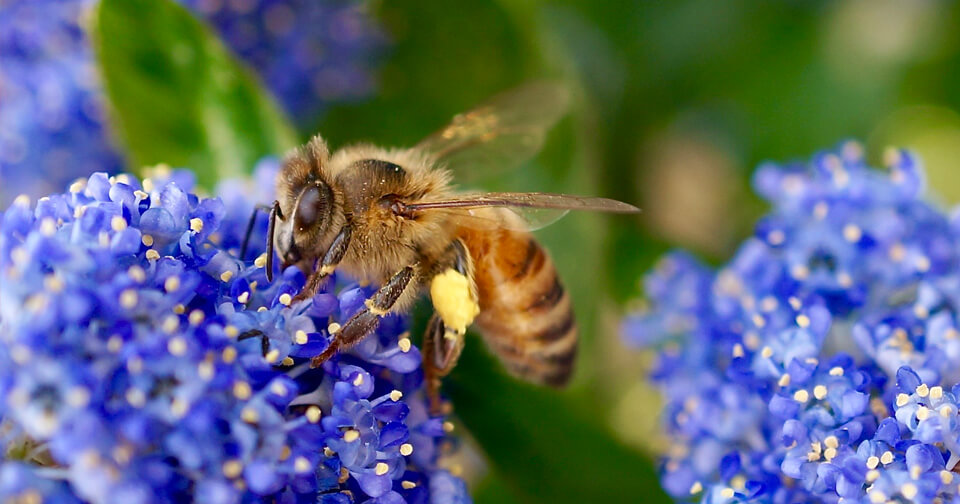 Close up of honey bee on blue hydrangea.