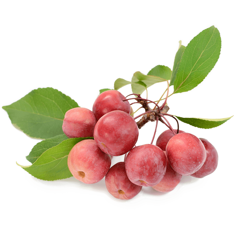 September Apple Tree Crab Apple - Buy BC
