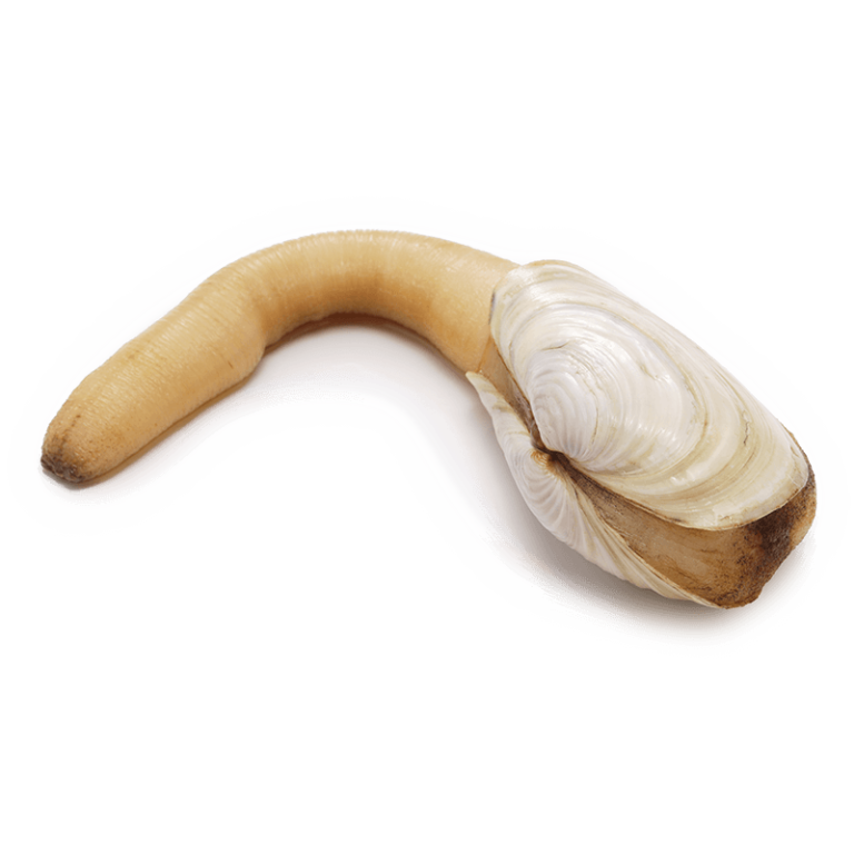 Geoduck - Buy BC