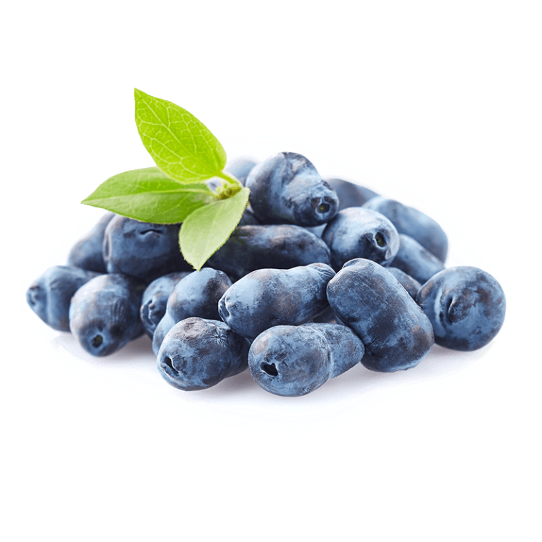 Haskap Berries Buy BC