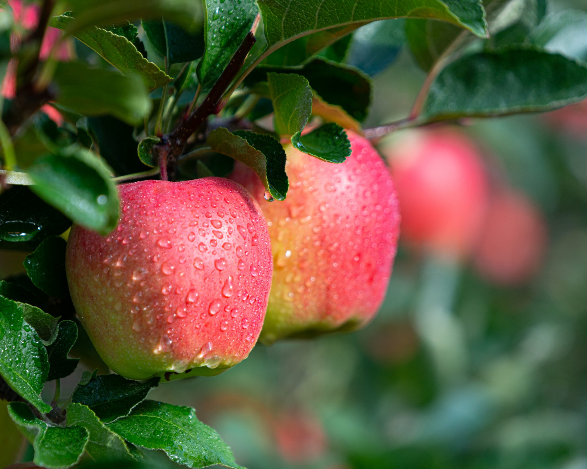 nice grouping of Ambrosia apples