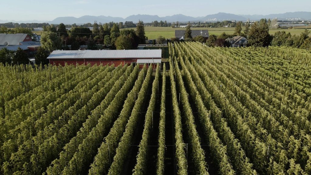 A top view image of rows of hops at a farm-based brewery used to produce B.C. beer.