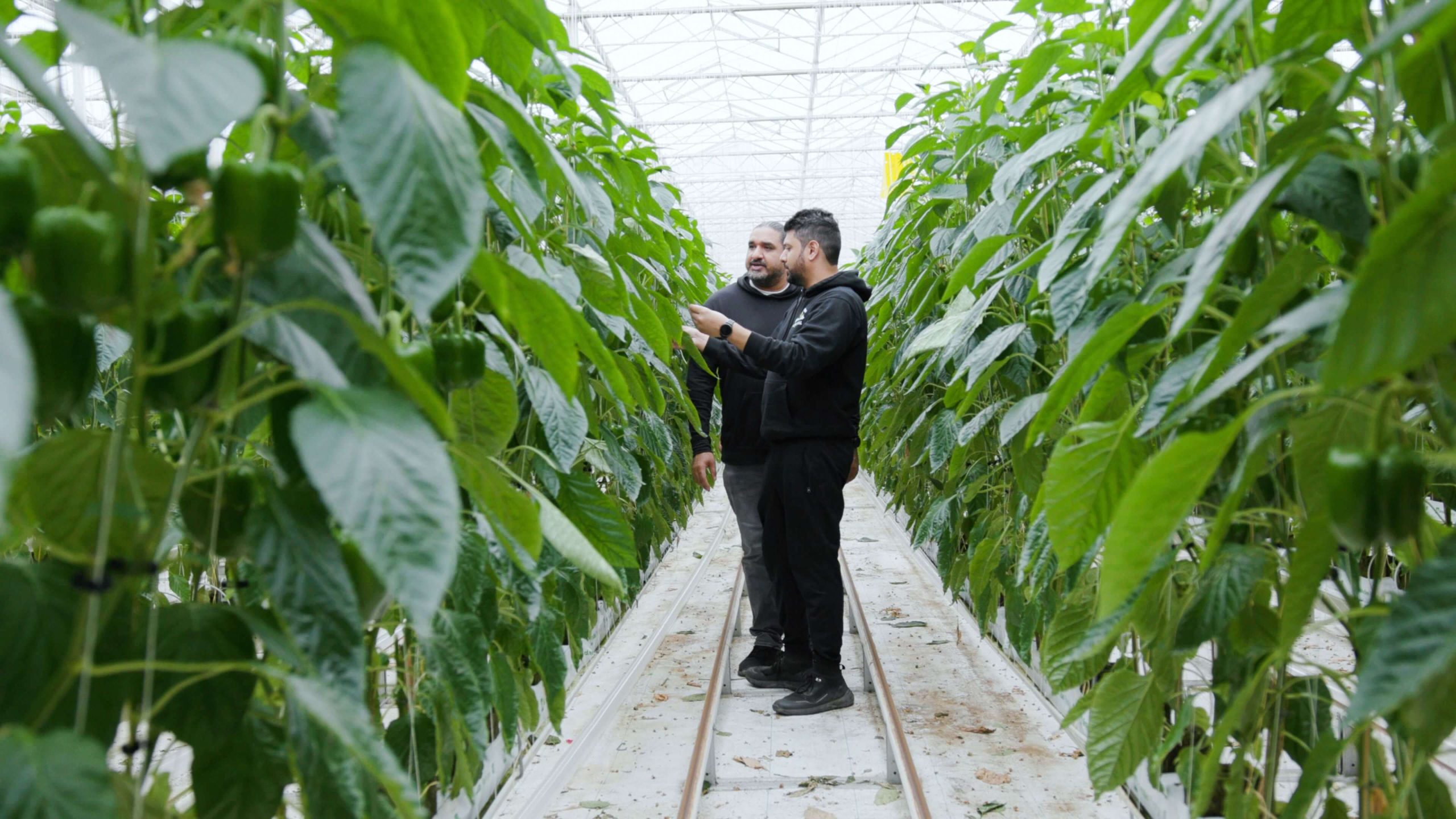 B.C. greenhouse growers with heart: Maximizing quality with positive energy