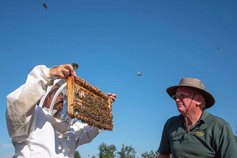 A bee farmer tends to colony while another person looks on. Bees fly around the workers under a clear blue sky.