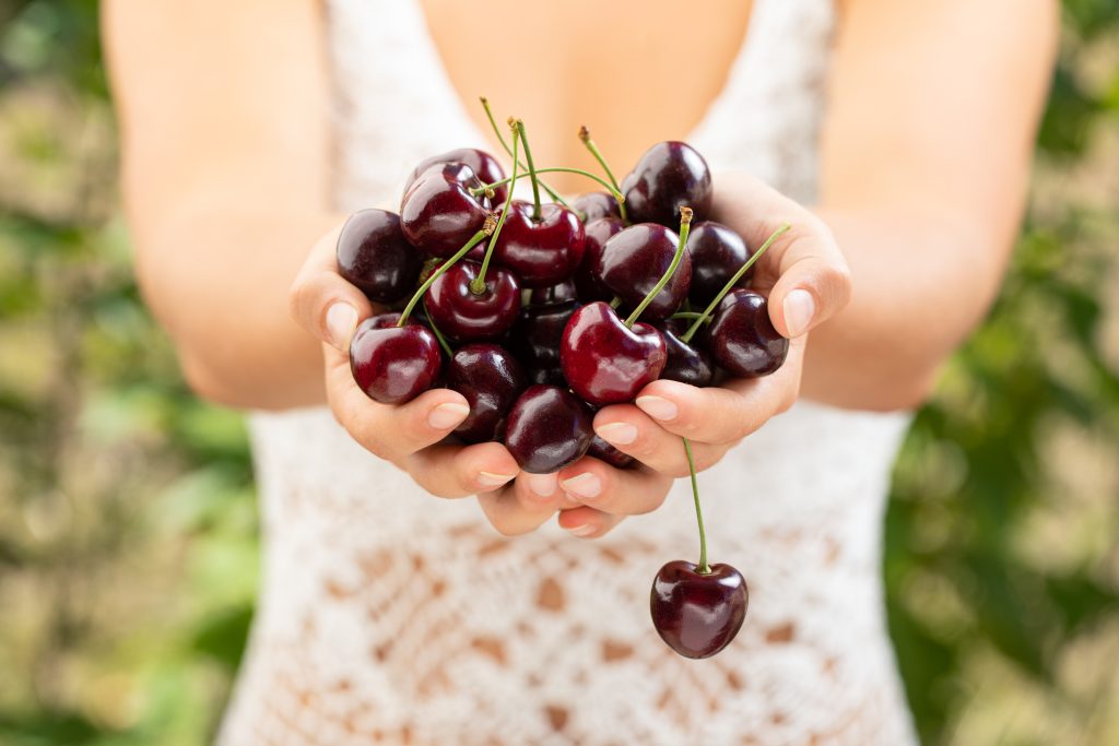 A close up of two hands holding many B.C. cherries.