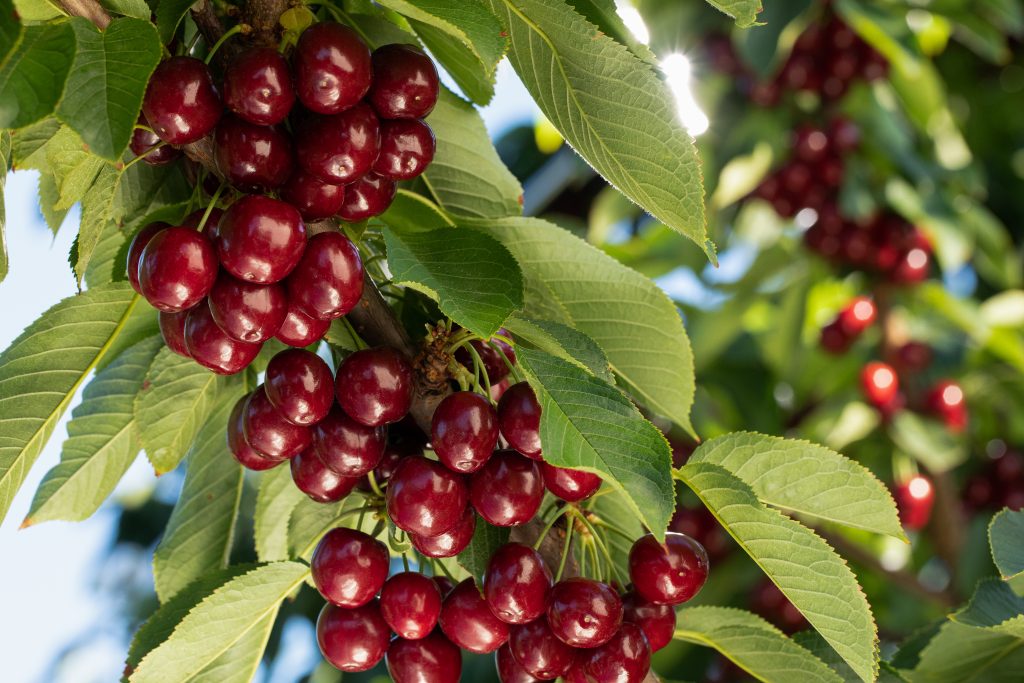 Close up of a tree branch full of B.C. cherries.