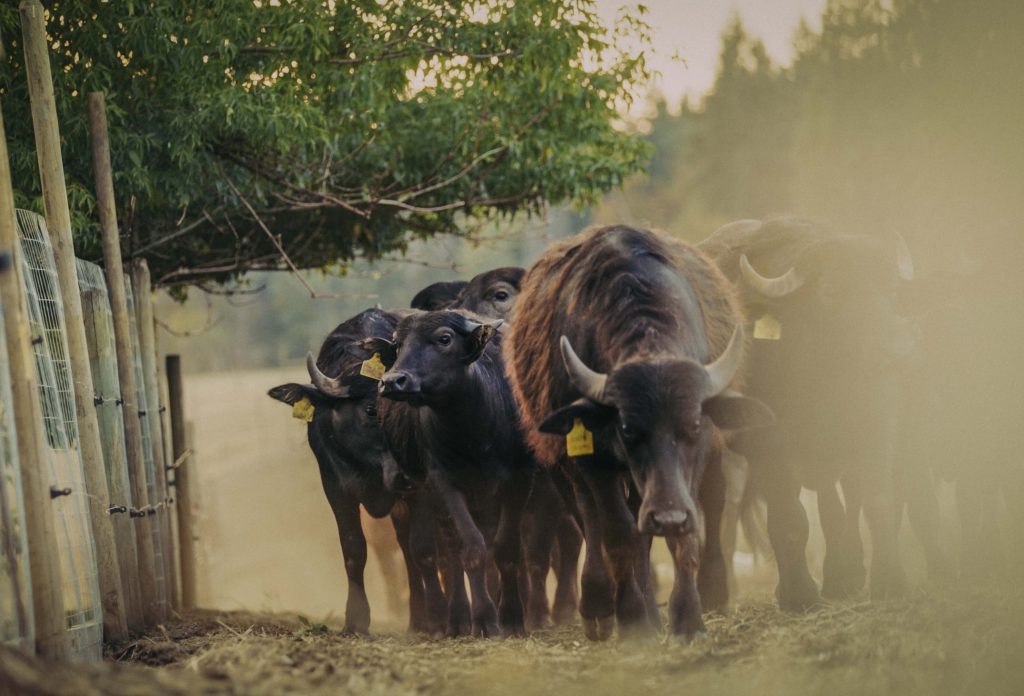 A herd of B.C. water buffalo walking back to the barn from the field.